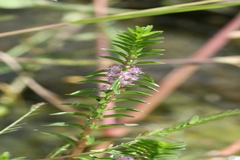 Rotala fimbriata